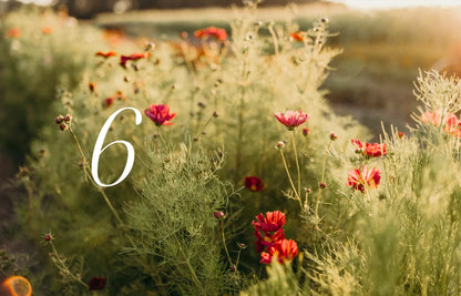 "Where Flowers Bloom" - Cozy Publishing - Coffee Table Book - Verdancia