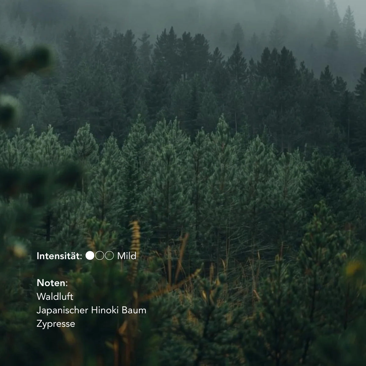 no need for more - Natural Incense Sticks - "Forest Walk" - Fir, Hinoki Cypress