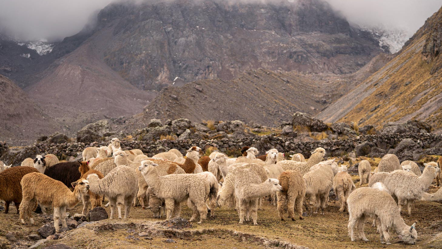 Apu Kuntur Alpaka Imagebild | Verdancia