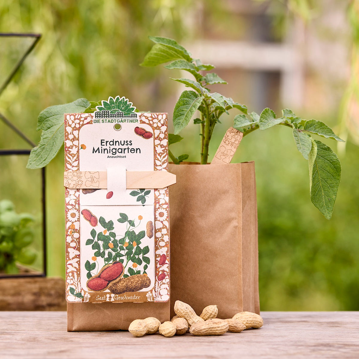 Anzuchtset für Minigarten mit Erdnusssamen von Die Stadtgärtner, inklusive Erde und Saatgut für den Anbau zu Hause