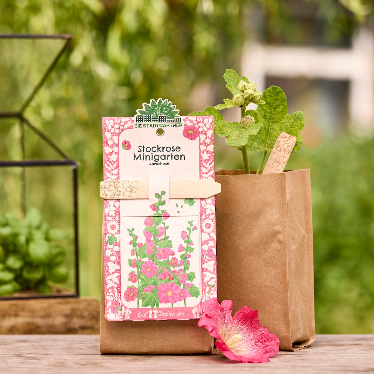 Anzuchtset für Minigarten mit Stockrosen-Samen, inklusive Pflanzenbausets von Die Stadtgärtner, ideal für Gartenliebhaber