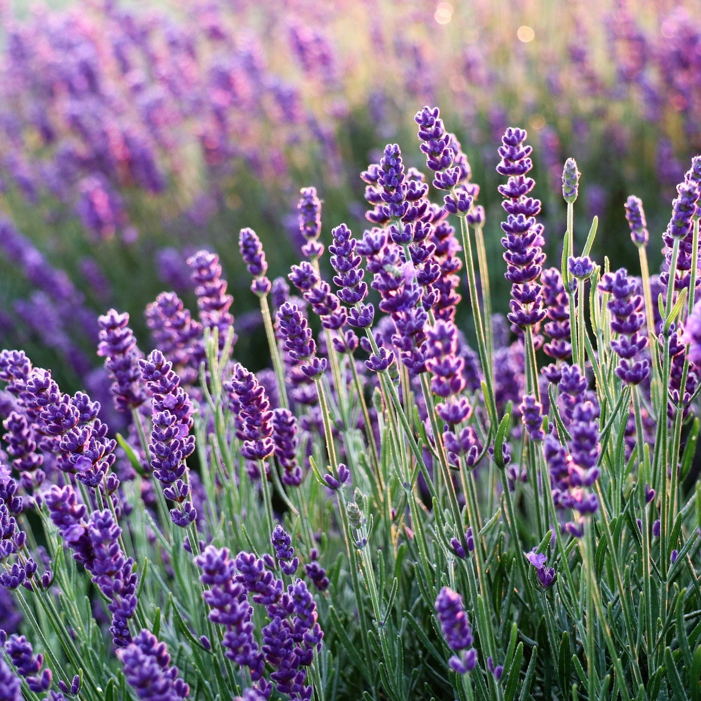 Nava Berlin Lavendelkerze – 100 % Bio-Sojawachs, handgemacht - Verdancia