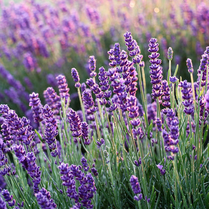 Nava Berlin Lavendelkerze – 100 % Bio-Sojawachs, handgemacht - Verdancia